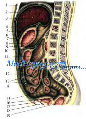 Полость живота. Брюшинная полость. Брюшина. Париетальная брюшина