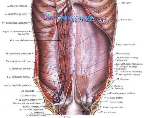 Париетальная брюшина. Круглая связка печени. Складки брюшины. Паховые ямки. Надпузырная ямка