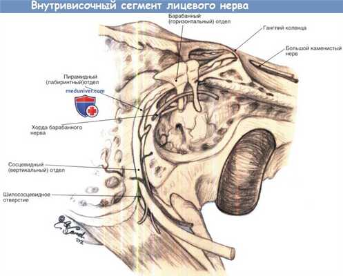 Хирургическая анатомия лицевого нерва