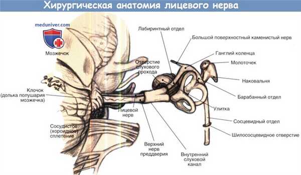 Хирургическая анатомия лицевого нерва