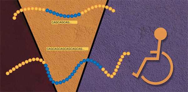 «Здоровый» ген НТТ, кодирующий белок хантингтин; мутантный ген НТТ («Наука из первых рук» №4 (75), 2017)