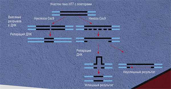 Схема укорочения удлиненного тракта повторов CAG гена HTT с помощью CRISPR/Cas9 и с использованием никаз Cas9 («Наука из первых рук» №4 (75), 2017)