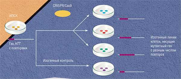 CRISPR/Cas9 используется для создания клеточных линий, моделирующих болезнь Гентингтона, через получение ИПСК («Наука из первых рук» №4 (75), 2017)