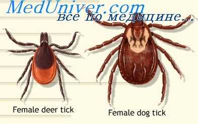 колорадская лихорадка