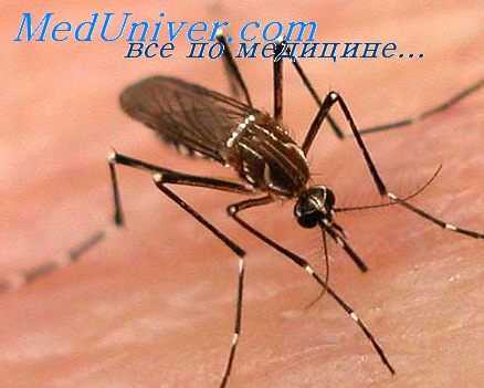 лихорадка денге