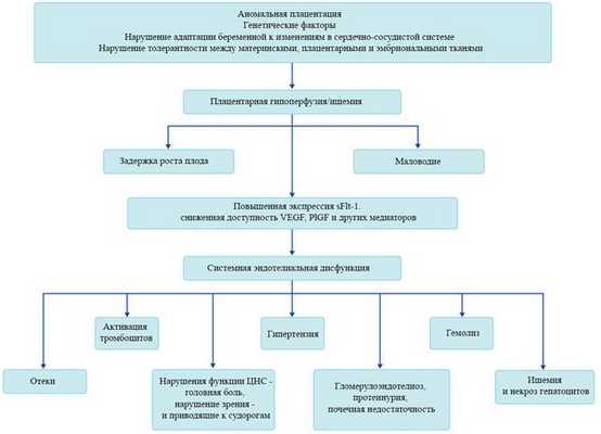 причины преэклампсии