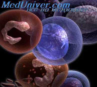 анатомия бронхиальной астмы