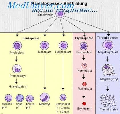 провокационные пробы