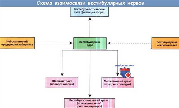 Схема взаимосвязи вестибулярных нервов
