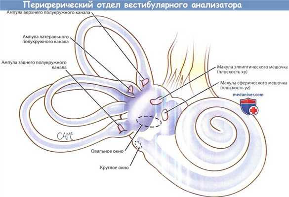 Периферический отдел вестибулярного анализатора
