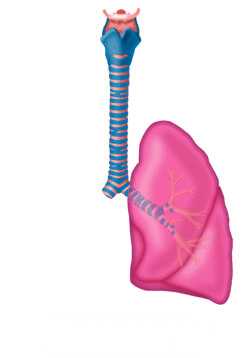 пневмоэктомия