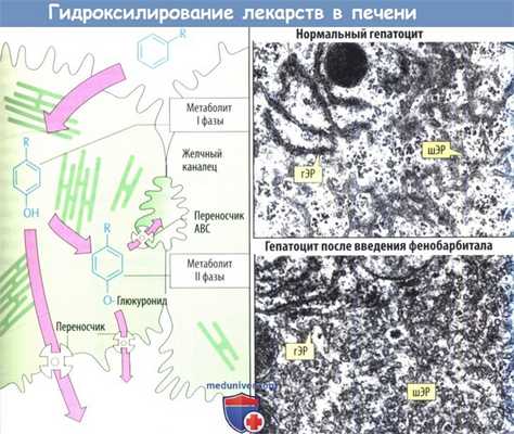 Гидроксилирование лекарств в печени