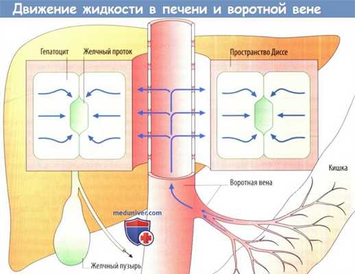 Движение жидкости в печени и воротной вене