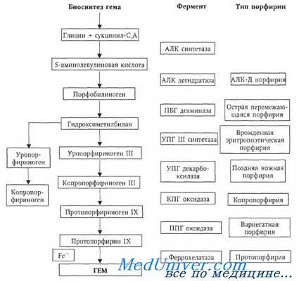 Механизмы развития порфирий