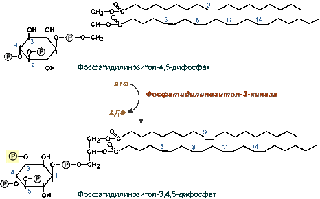 Образование фосфатидилинозитол-3-фосфата