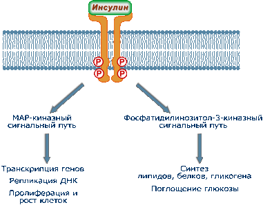 Обобщенные механизмы и эффекты инсулина