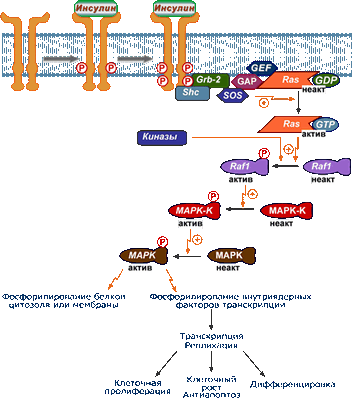 Последовательность реакций Ras, Raf, MAP, MAPK-kinase