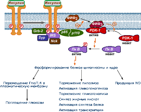 фосфоинозитол-3-киназный механизм действия инсулина 