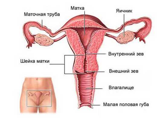 Женская репродуктивная система