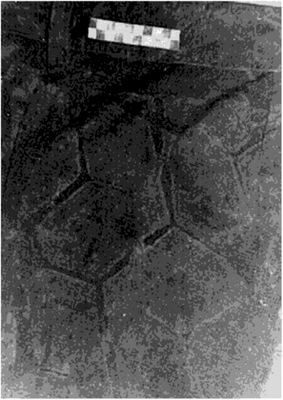 Следы протектора на одежде пострадавшего