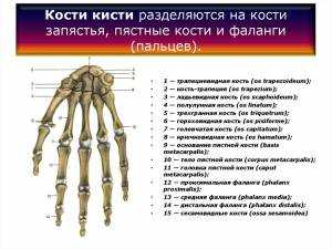 костный аппарат кисти