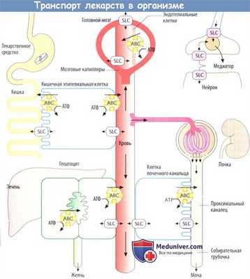 Транспорт лекарств в организме