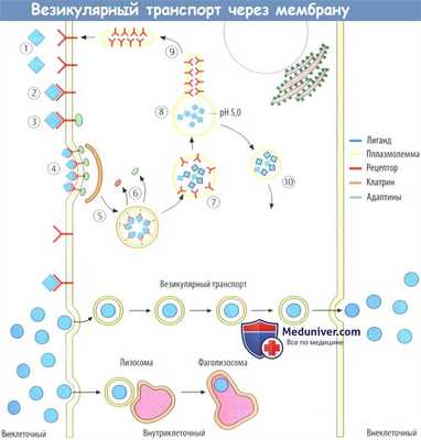 Везикулярный транспорт через мембрану клетки