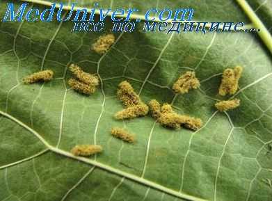 закаливание солнцем