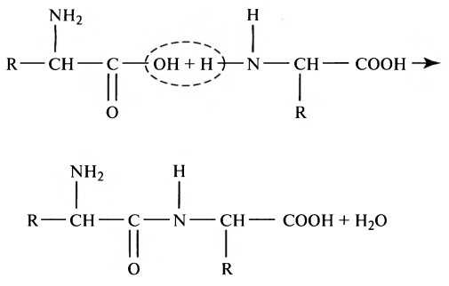 Переваривание белков. Этапы и последовательность переваривания белков