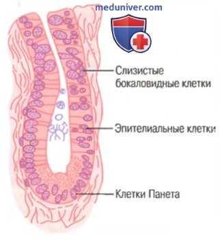 Секреция кишечного пищеварительного сока. Состав кишечного пищеварительного сока