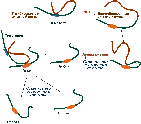 Активация пепсина