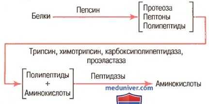 Переваривание белков. Этапы и последовательность переваривания белков