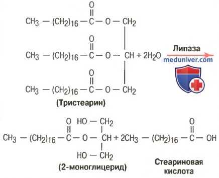 Переваривание жиров. Этапы переваривания жиров в кишечнике