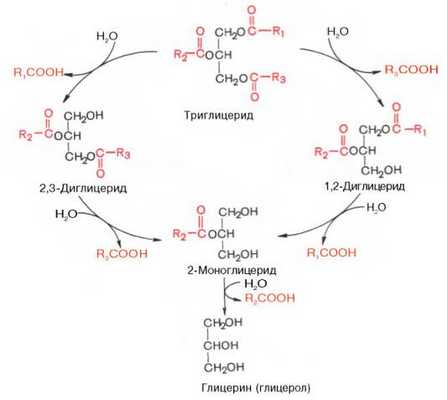 Гидролиз триглицеридов при участии панкреатической липазы