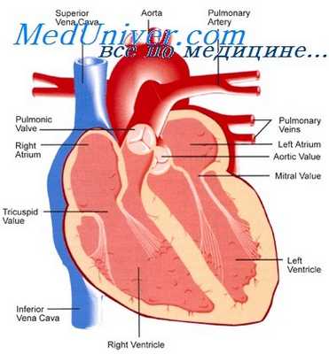 ветви легочной артерии