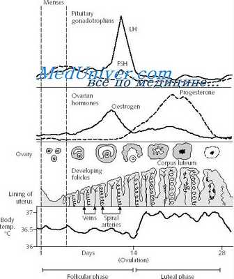 лютеиново-фолликулярная фаза менструального цикла