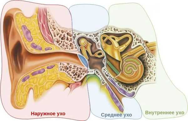 Наружное, среднее и внутреннее ухо