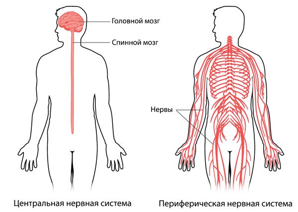 Центральная и периферическая нервная система