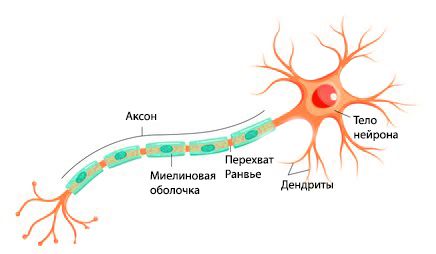 Строение нервной клетки