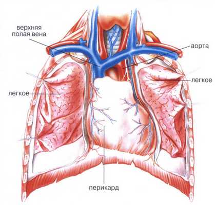 схема перикарда