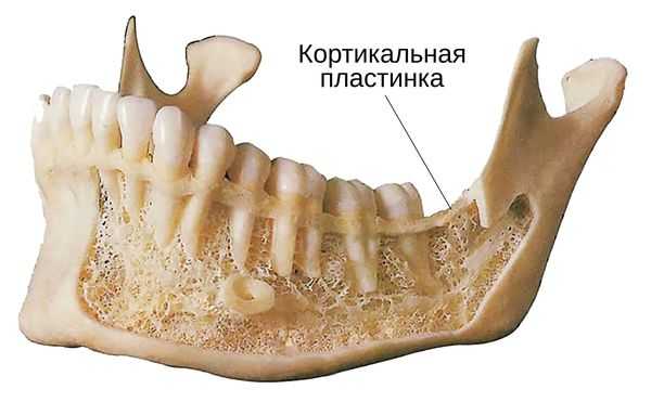 Кортикальная пластинка