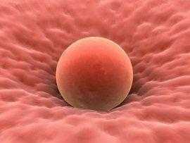 Ооциты и оогенез