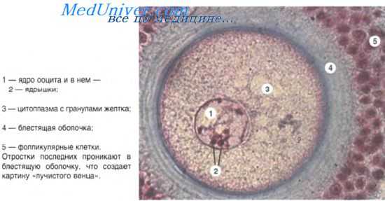 периодизация индивидуального развития