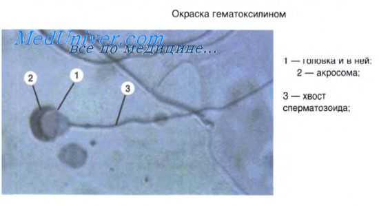 эмбриология