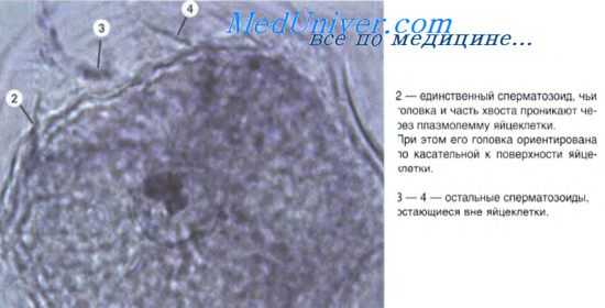 оплодотворение