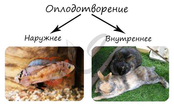 Внешнее и внутреннее оплодотворение