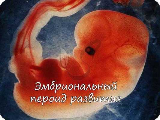Эмбриональный период