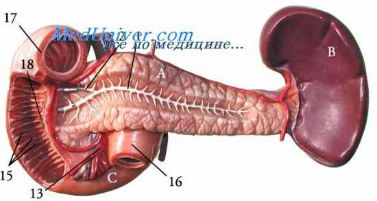 перкуссия селезенки
