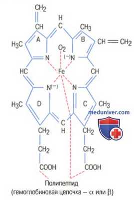 Образование эритроцитов. Формирование красных клеток крови