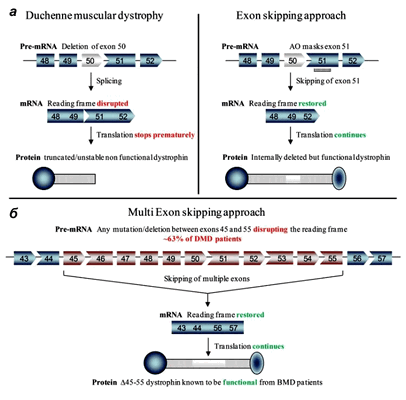 Пропуск экзонов в гене дистрофина